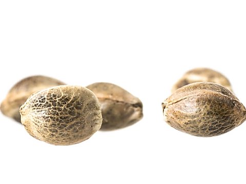 How feminized CBD seeds look like