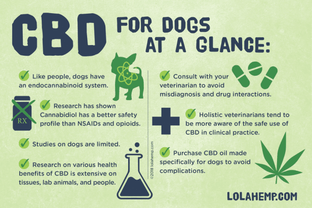 CBD oil for Dogs infographic